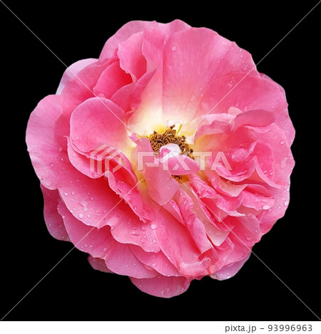 pink rose isolated on black background dicut with clipping path 93996963