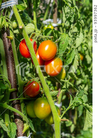 Beautiful red ripe heirloom tomatoes grown in a greenhouse. Gardening tomato photograph with copy space. Shallow depth of field Beautiful red ripe heirloom tomatoes grown in a greenhouse. Gardening tomato photograph with copy space. Shallow depth of field 93997362