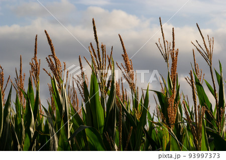 close up Corn field in the countryside, The larvae are not harvested, Many yong maize grown for harvest to sell to food factory 93997373