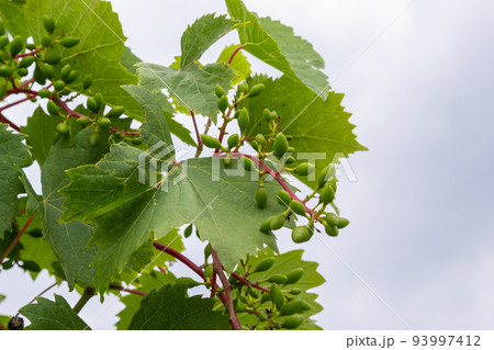 Flowering grapes against the blue sky. Flowering vine. Grape vine with young leaves and buds blooming in the vineyard Flowering grapes against the blue sky. Flowering vine. Grape vine with young leaves and buds blooming in the vineyard 93997412