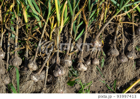 The dug-out garlic is dried on a garden bed on a summer day The dug-out garlic is dried on a garden bed on a summer day 93997413