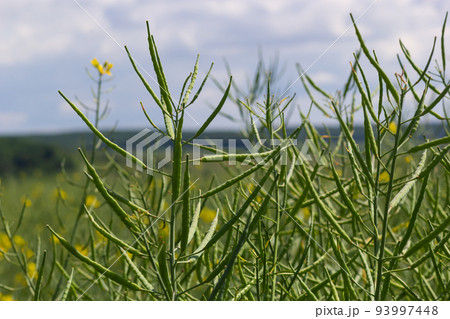 Rapeseed field before harvesting. Brassica napus, oilseed rape Rapeseed field before harvesting. Brassica napus, oilseed rape 93997448