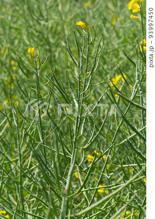 Rape Brassica napus, ripe, dry rape in the field. Ripe dry rapeseed stalks before harvest in day light 93997450