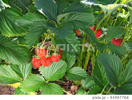 Wild stawberry bushes. Wild stawberry bushes. 93997768