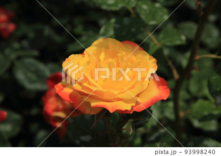 バラ ローズ バラ ローズ 93998240