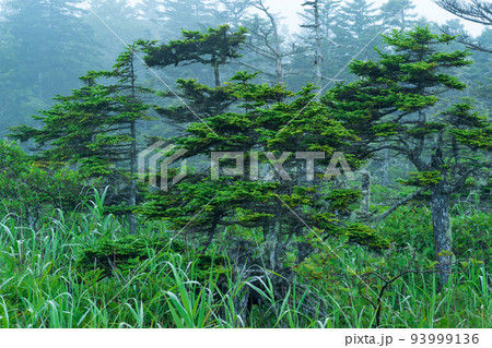 foggy morning forest landscape with beautifully twisted pines foggy morning forest landscape with beautifully twisted pines 93999136