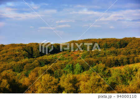 Beautiful trees in a lush green forest on a summer day with blue sky copy space. Vibrant landscape of the woods during autumn outdoors in nature. Peaceful and scenic view of plants and greenery Beautiful trees in a lush green forest on a summer day with blue sky copy space. Vibrant landscape of the woods during autumn outdoors in nature. Peaceful and scenic view of plants and greenery 94000110