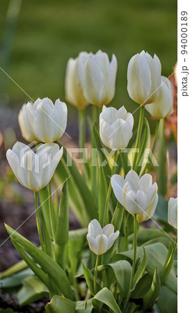 Closeup of white tulips growing, blossoming and flowering in a lush green meadow or cultivated home garden. Bunch of decorative plants blooming in a landscaped backyard through horticulture in spring 94000189