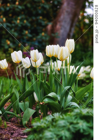 White tulips in a garden in summer. Landscape of beautiful and flourishing flowering plants opening up and blossoming on a flowerbed on a lawn in spring. Plants and flowers blooming in a backyard 94000828