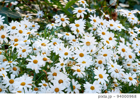 White daisies growing in a spring garden. Nature landscape of many bright, beautiful Marguerite flowers in a park. Gardening perennial plants for outside, backyard decoration or park landscaping White daisies growing in a spring garden. Nature landscape of many bright, beautiful Marguerite flowers in a park. Gardening perennial plants for outside, backyard decoration or park landscaping 94000968
