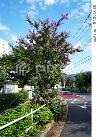 サルスベリ 94001680