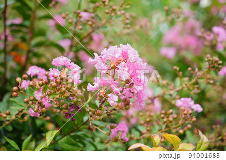 サルスベリ 94001683