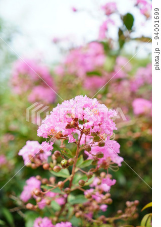 サルスベリ 94001699