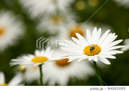 Common green bottle fly pollinating a white daisy flower. Closeup of one blowfly feeding off nectar from a yellow pistil center on a plant. Macro of a lucilia sericata insect and bug in an ecosystem 94002095