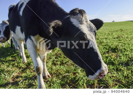Dairy cow in Pampas countryside,Patagonia,Argentina 94004640