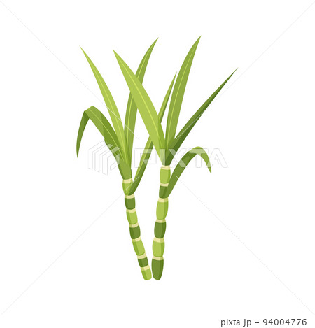 Stem of green sugar cane with leaves on a white background. Stem of green sugar cane with leaves on a white background. 94004776