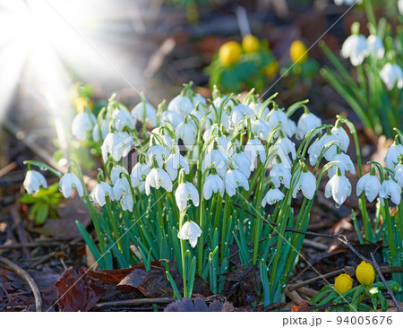 Bunch of snowdrop flowers growing in a meadow or blossoming in a forest with a sun flare background. Delicate white blooms in a garden or woodland in spring. Galanthus nivalis plants with copy space Bunch of snowdrop flowers growing in a meadow or blossoming in a forest with a sun flare background. Delicate white blooms in a garden or woodland in spring. Galanthus nivalis plants with copy space 94005676