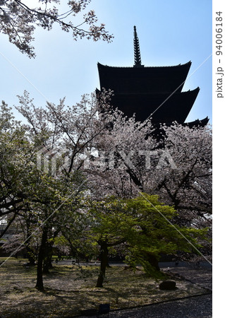 日本の京都府の京都市 春の東寺 満開の桜と国宝の五重塔 日本の京都府の京都市 春の東寺 満開の桜と国宝の五重塔 94006184