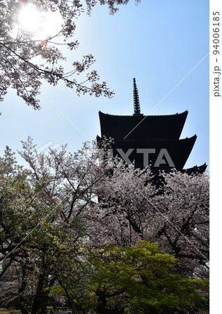 日本の京都府の京都市 春の東寺 満開の桜と国宝の五重塔 日本の京都府の京都市 春の東寺 満開の桜と国宝の五重塔 94006185