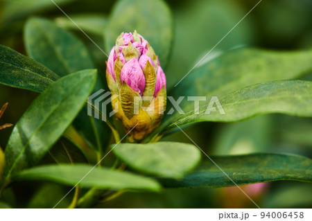 Spring has sprung. Rhododendron Flowers in my garden. 94006458