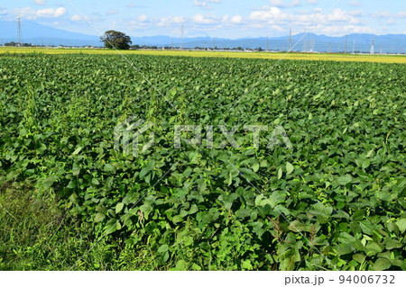 だだちゃ豆畑 山形県鶴岡市の特産品 94006732