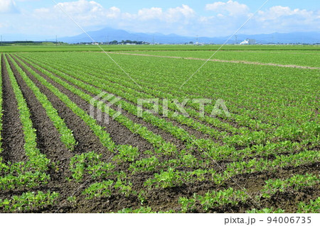 だだちゃ豆畑 山形県鶴岡市の特産品 だだちゃ豆畑 山形県鶴岡市の特産品 94006735