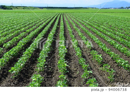 だだちゃ豆畑 山形県鶴岡市の特産品 94006738