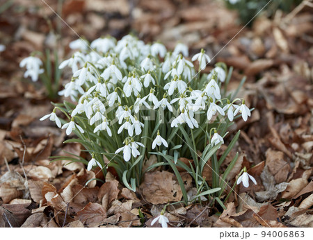 Flower and plants growing in a forest amongst autumn leaves. Zoom in on bell shape of snowdrops and green leaves in peaceful park. Soothing nature in harmony on quiet, calm afternoon 94006863