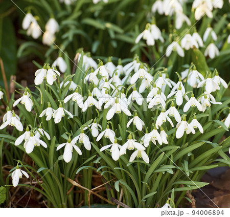 Pretty, white natural spring flowers blooming in forest or remote nature enviroment. Closeup view of many common snowdrop plants flowering in groups in a landscaped yard as decorative flora Pretty, white natural spring flowers blooming in forest or remote nature enviroment. Closeup view of many common snowdrop plants flowering in groups in a landscaped yard as decorative flora 94006894