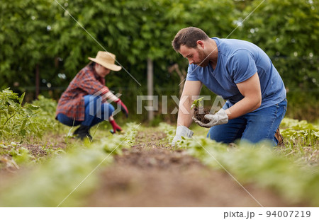 Sustainability farmer, plant growth or environment accountability workers planting green eco plants in earth or soil. Couple, man or garden woman on agriculture farm, countryside field or nature land Sustainability farmer, plant growth or environment accountability workers planting green eco plants in earth or soil. Couple, man or garden woman on agriculture farm, countryside field or nature land 94007219