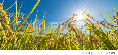 「埼玉県」実りの稲穂と青空・秋 94007409