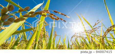 「埼玉県」実りの稲穂と青空・秋 94007415