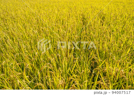 「埼玉県」実りの稲穂と青空・秋 「埼玉県」実りの稲穂と青空・秋 94007517