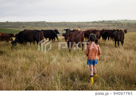 Sustainability, agriculture and farming with little girl playing with cattle on a farm, explore nature outdoors. Child on adventure in pasture with animal, carefree and enjoy childhood in countryside Sustainability, agriculture and farming with little girl playing with cattle on a farm, explore nature outdoors. Child on adventure in pasture with animal, carefree and enjoy childhood in countryside 94007765
