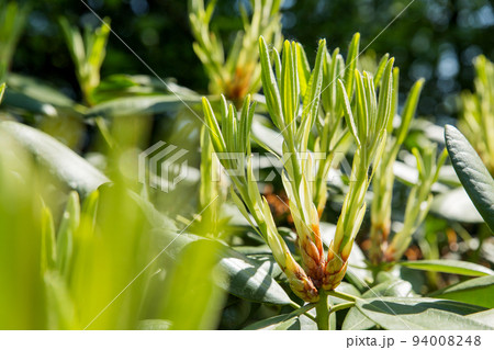 Rhododendron buds and leaves. Sunny spring morning in garden. Rhododendron buds and leaves. Sunny spring morning in garden. 94008248