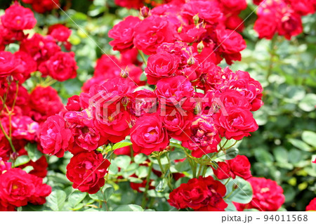 バラの花　リリーマルレーン 94011568