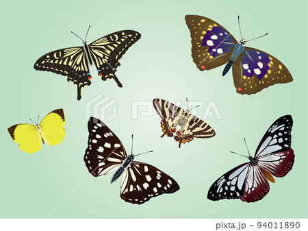 チョウ背景 94011890