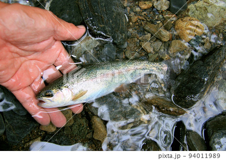 渓流で釣れた野生の綺麗なニジマス 94011989