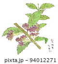 夏〜秋の植物：ムラサキシキブ（紫式部）の実の水彩画イラスト 94012271