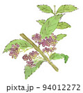 夏〜秋の植物：ムラサキシキブ（紫式部）の実の水彩画イラスト 94012272