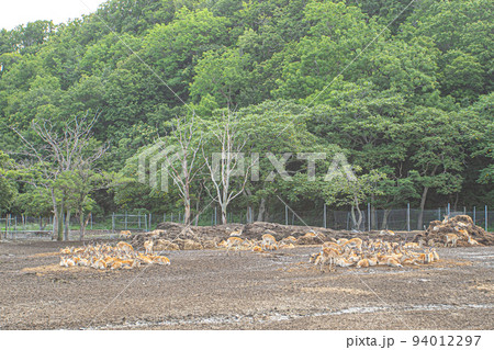北海道のエゾシカ 94012297