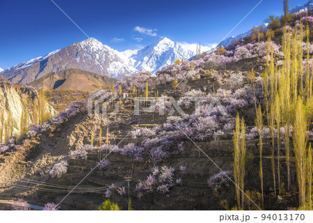 Colorful cherry blossoms blooming in spring on beautiful mountain background. 94013170
