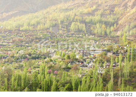 Colorful cherry blossoms blooming in spring on beautiful mountain background. 94013172