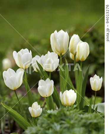 Closeup of white spring tulip flowers blooming against green bokeh copy space background. Vibrant texture detail of wild plants symbolizing love, flowering in a lush home garden or meadow 94013276