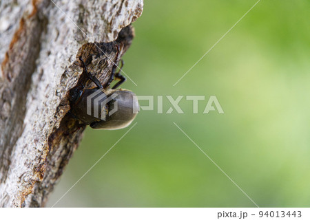 屈斜路湖畔のカブトムシ 屈斜路湖畔のカブトムシ 94013443