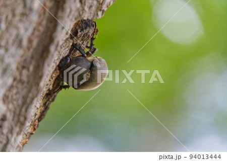 屈斜路湖畔のカブトムシ 94013444