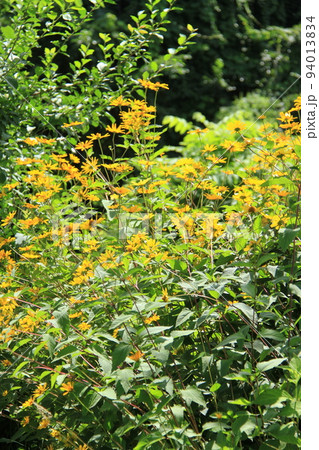 庭に咲く満開の黄色い花 94013834