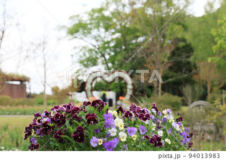 船橋市アンデルセン公園の花壇の風景 94013983