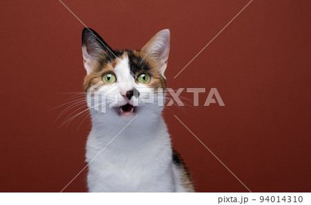 white calico cat making funny face meowing 94014310