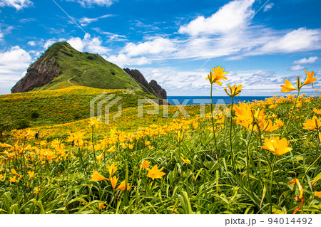 【新潟県･佐渡】花の島　大野亀　5月～6月 94014492